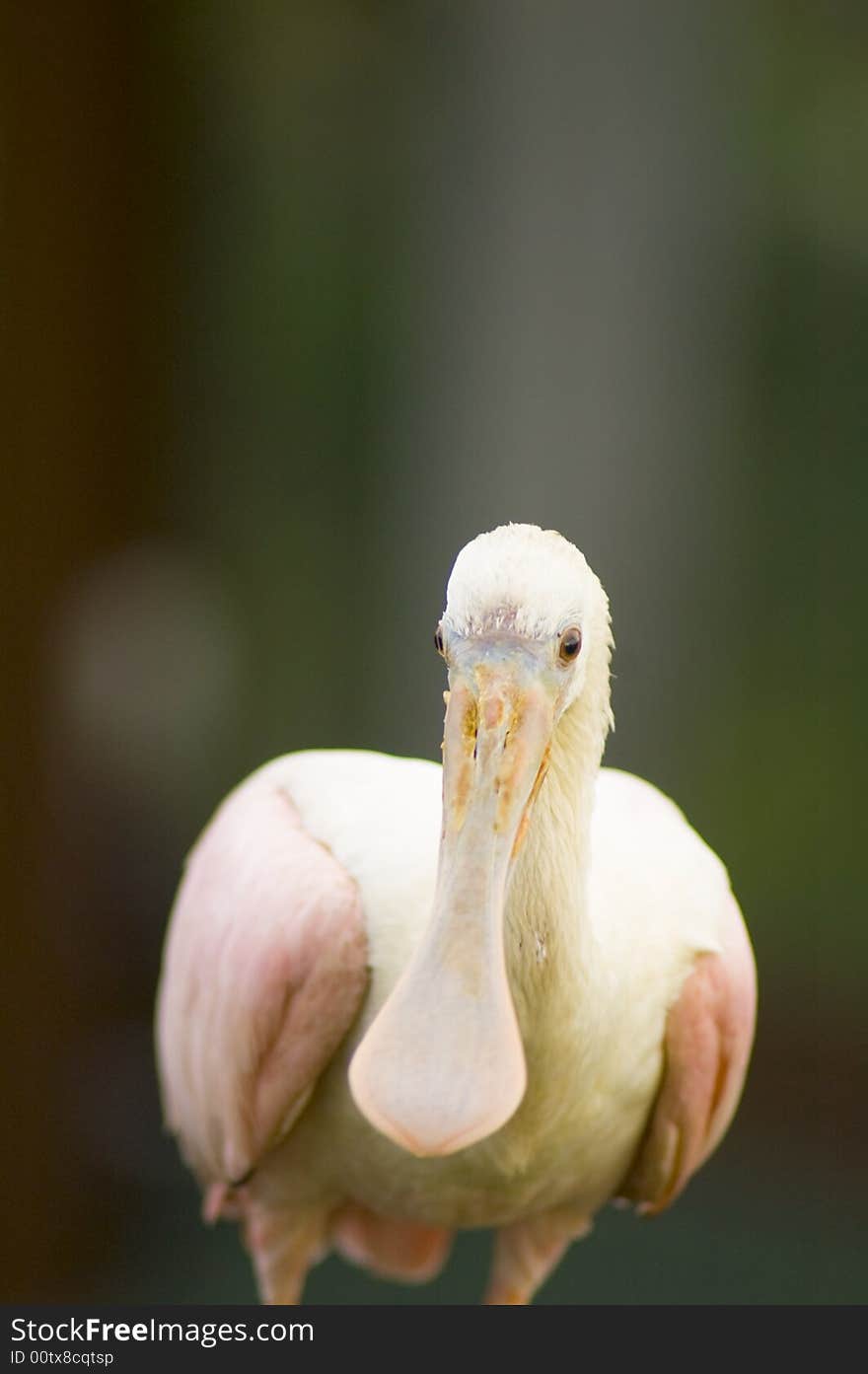 Spoonbill