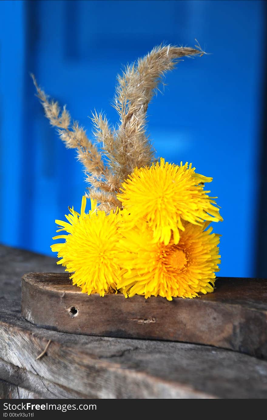 Yellow dandelions on the piece of wood