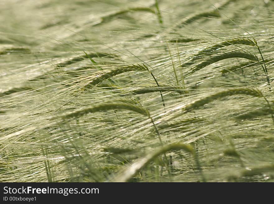 Wheat field