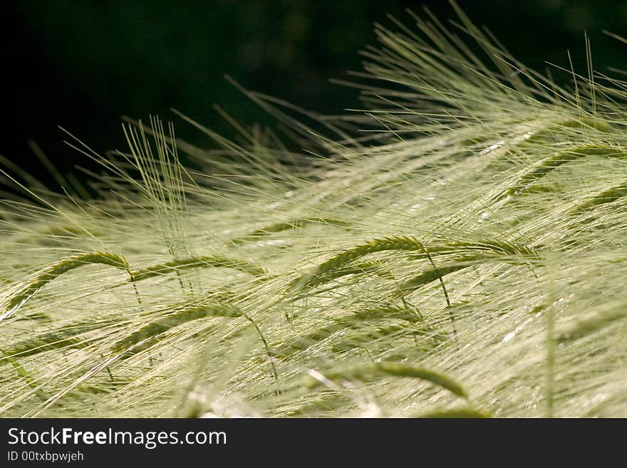 Ear of wheat