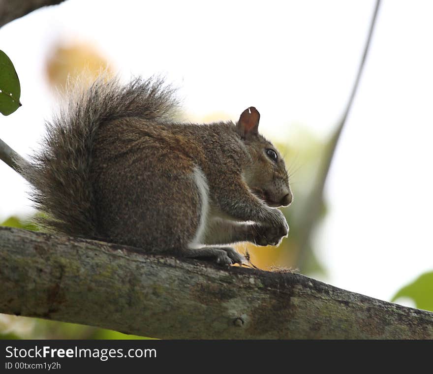 Squirrel in a Tree