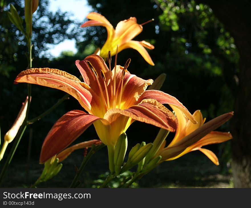 Flowers of a lily in solar beams