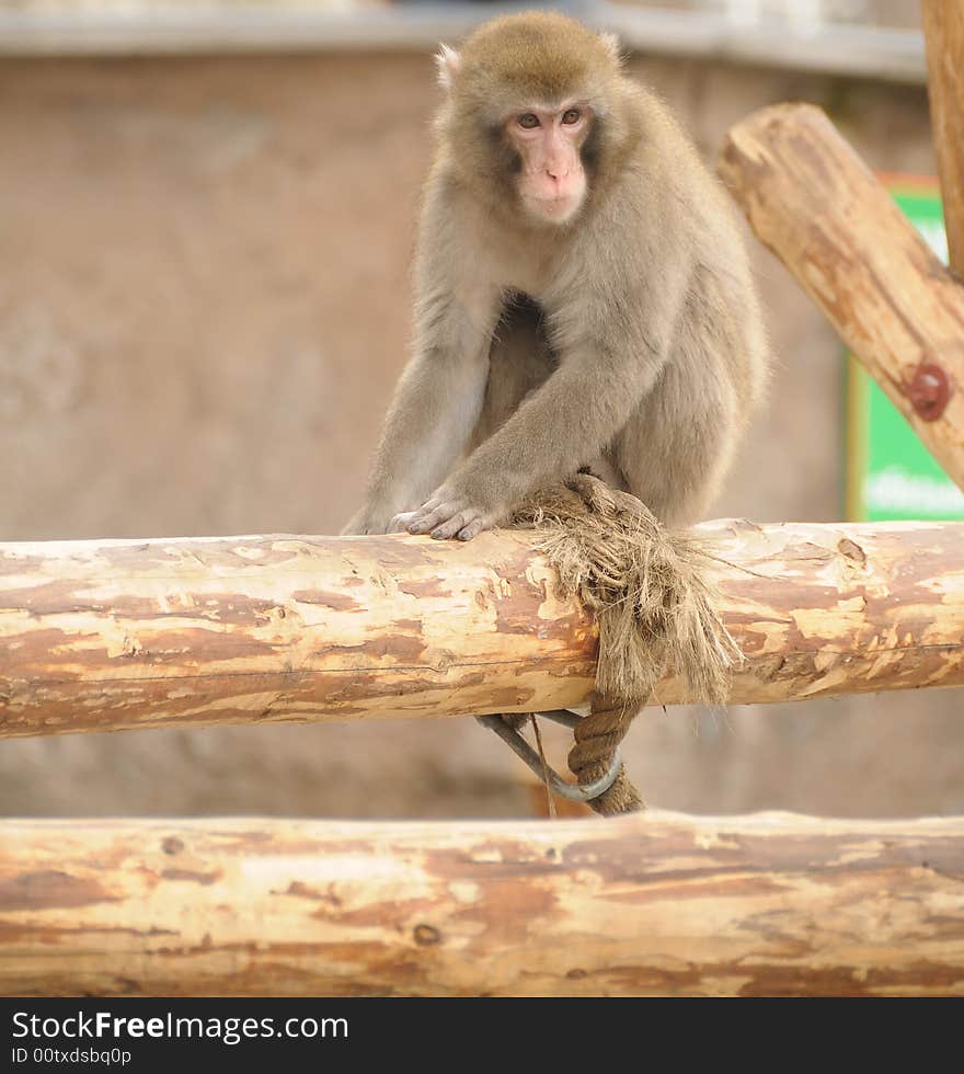 Japanese macaque in  a zoo