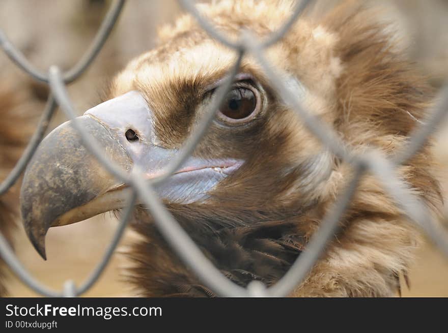 Black vulture in a zoo