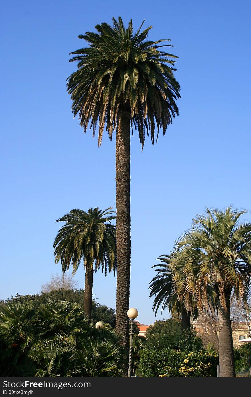 A palmtree with a very blue sky