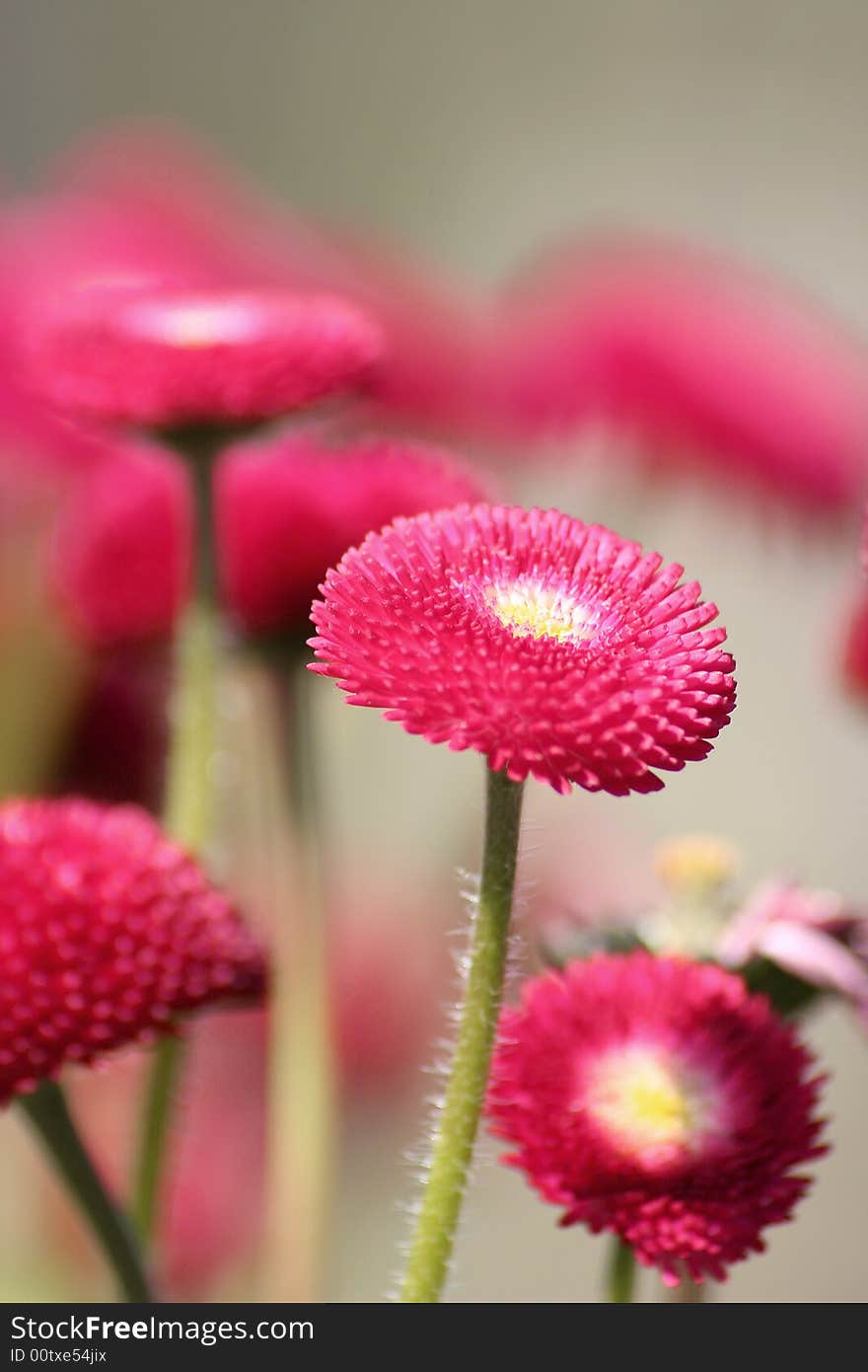 Red flower