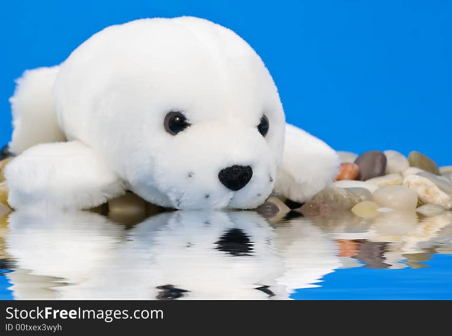 Baby seal on pebbles with water reflection on blue background