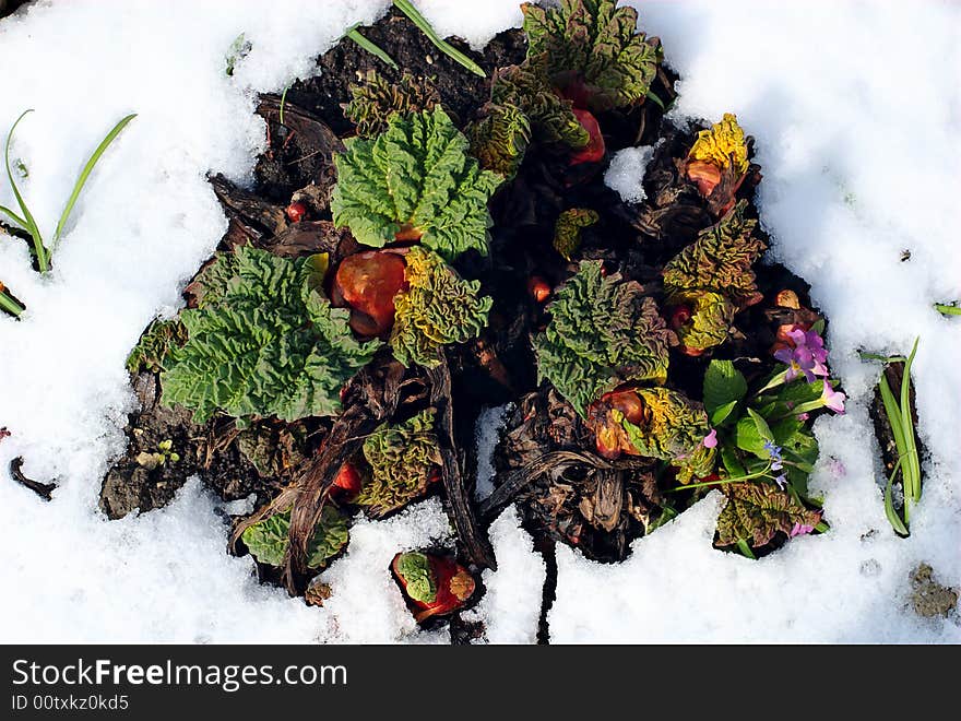 Sprouting rhubarb in the snow at the end of the winter and the beginning of spring