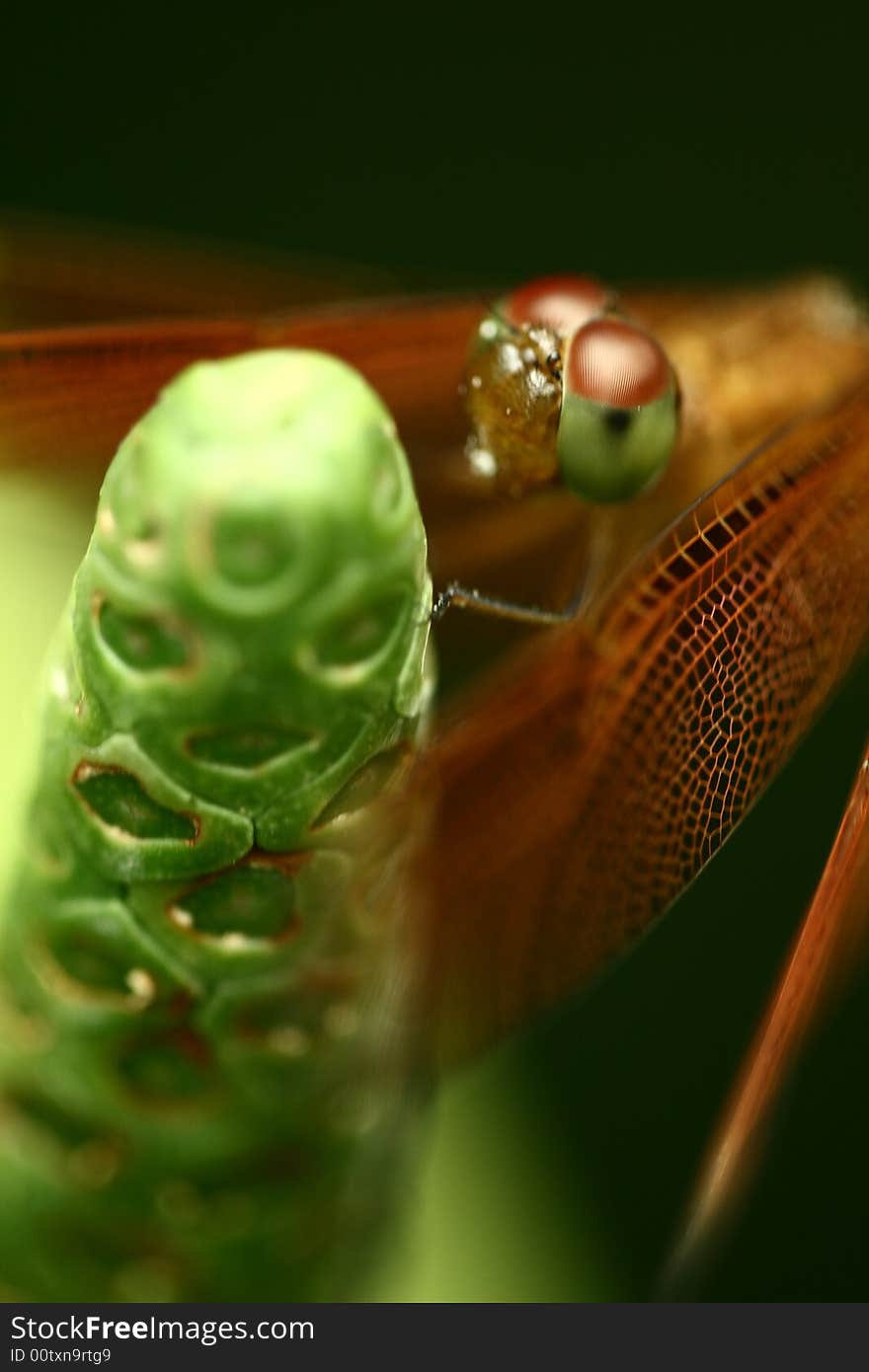 A Beautiful Orange Color Dragonfly