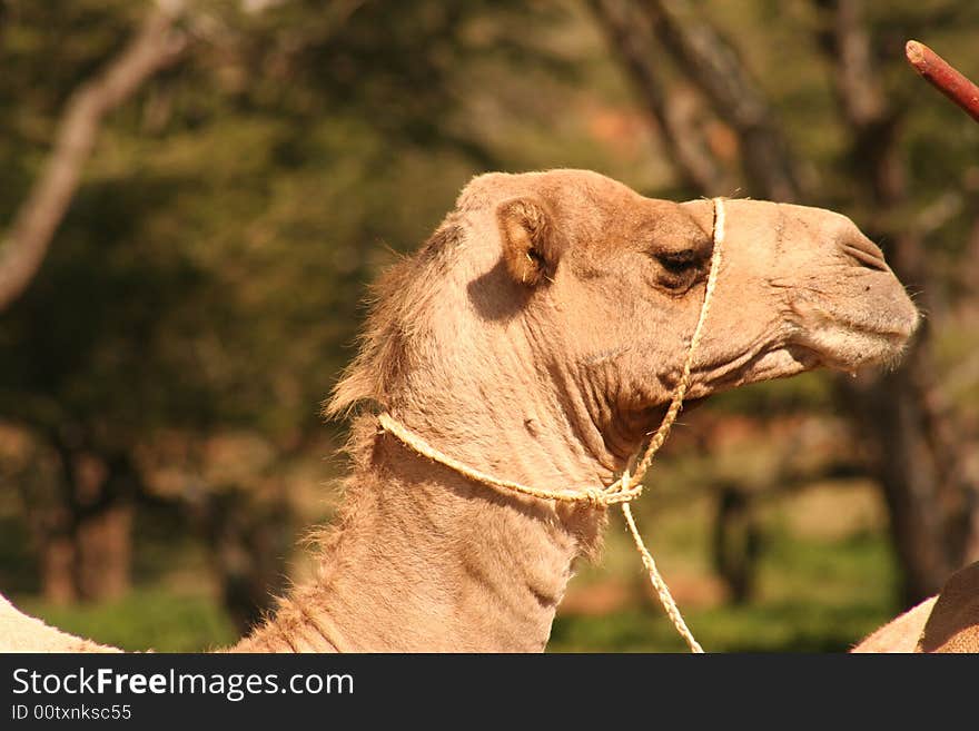 A camel walking in africa