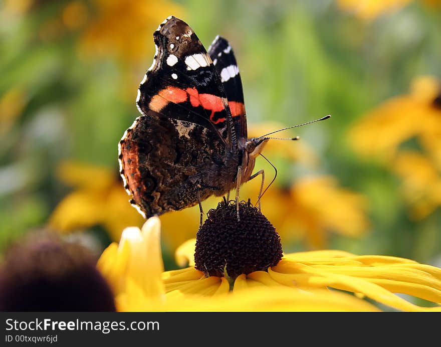 The butterfly on a yellow flower