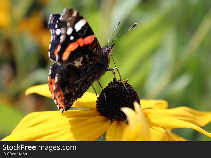 The butterfly on a yellow flower