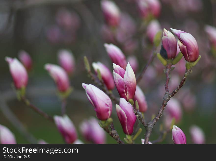 Magnolia buttons ready for blossom, blurry background, horizontal.