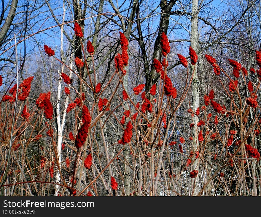 The beautiful red bush stands alone in contrast to the naked forest. The beautiful red bush stands alone in contrast to the naked forest.