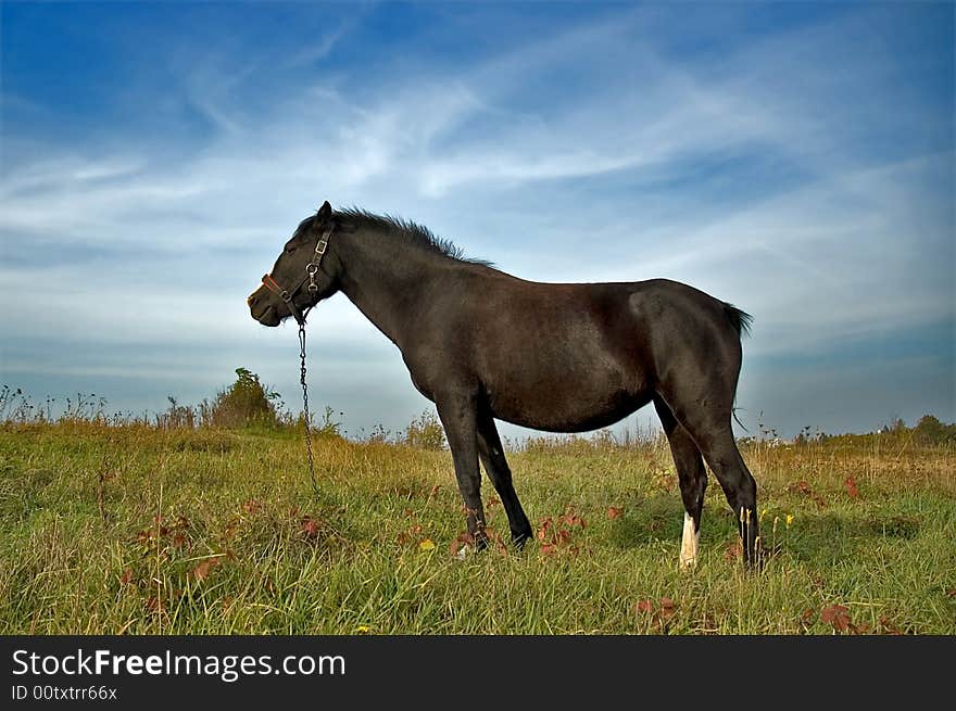 The Horse standing in the pose on the greenfield.