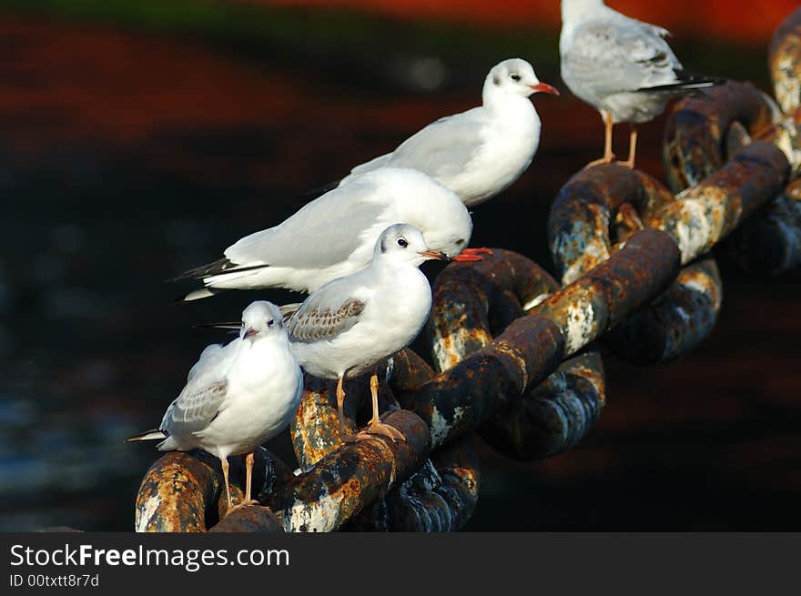 Many of seagulls stand on the chains.