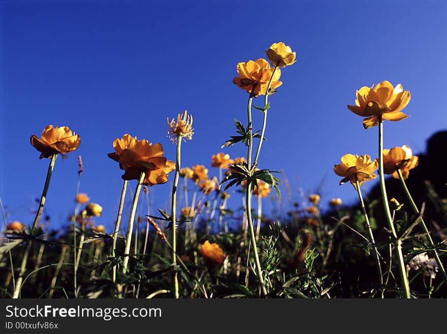 China globe flowers: Trollius chinensis