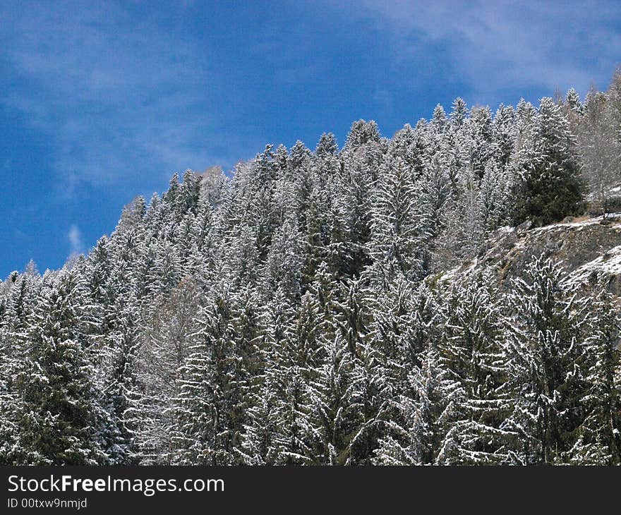 Pine trees covered in winter