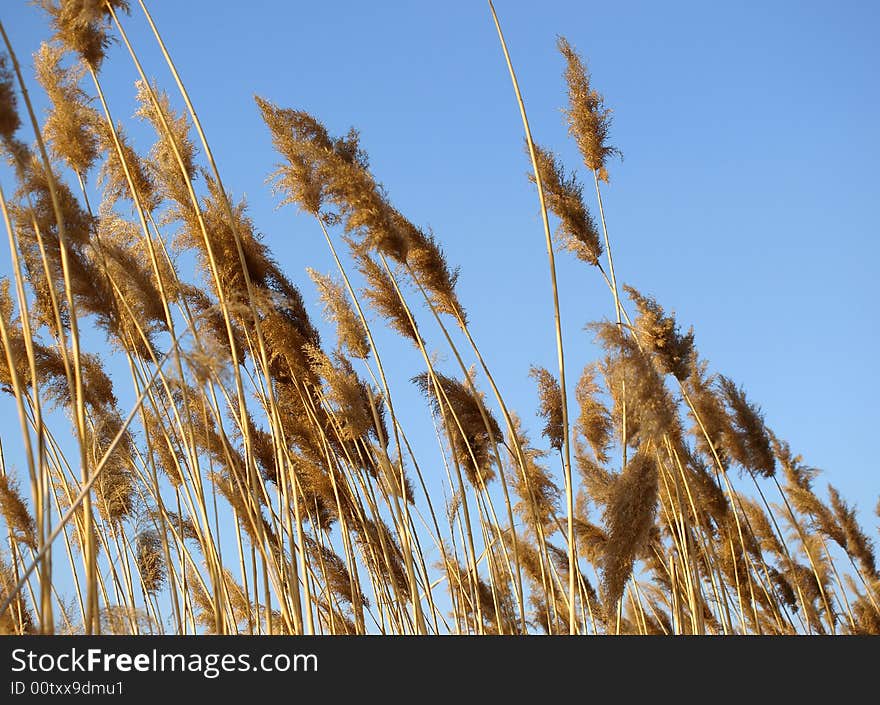 Golden dry rush on a background of the blue sky