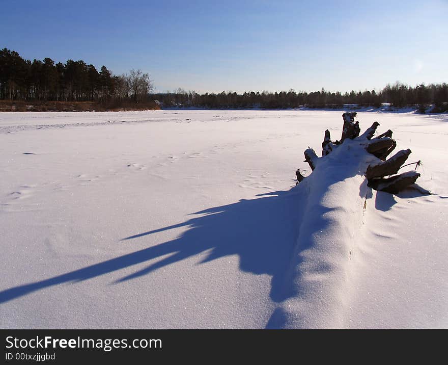 Fallen tree in ice of the river