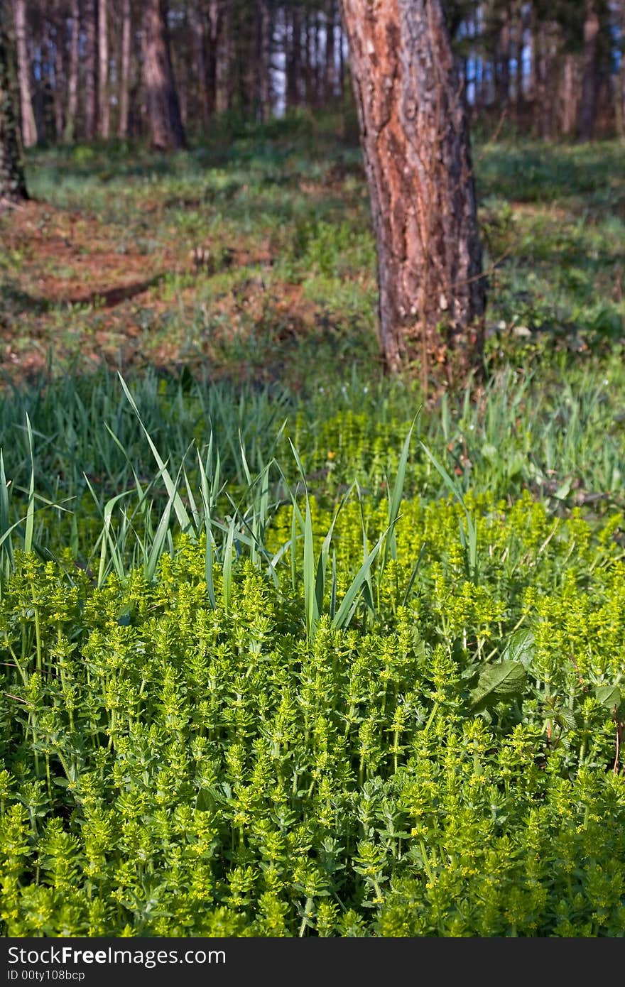 Some green plants under the pine tree trunk. Some green plants under the pine tree trunk