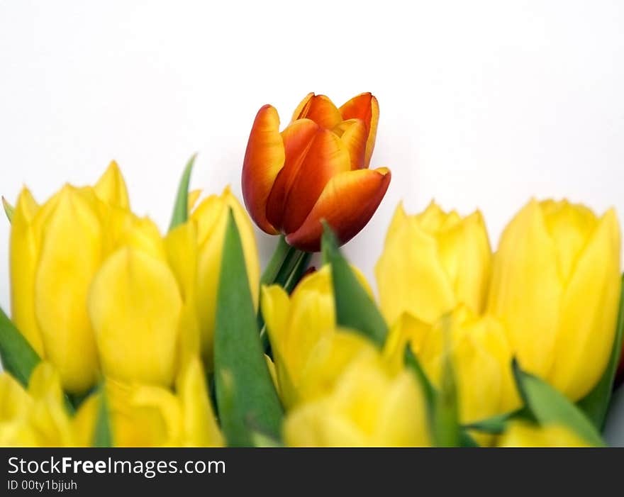 Flower composition: orange tulip is on white background and yellow tulips are on foreground.