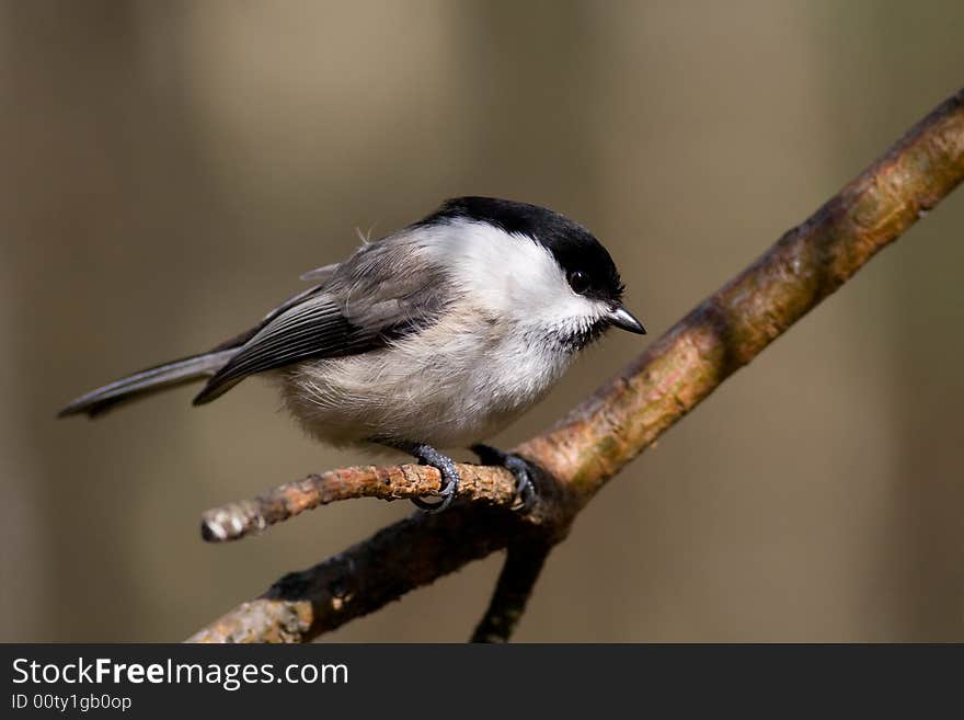 Willow Tit