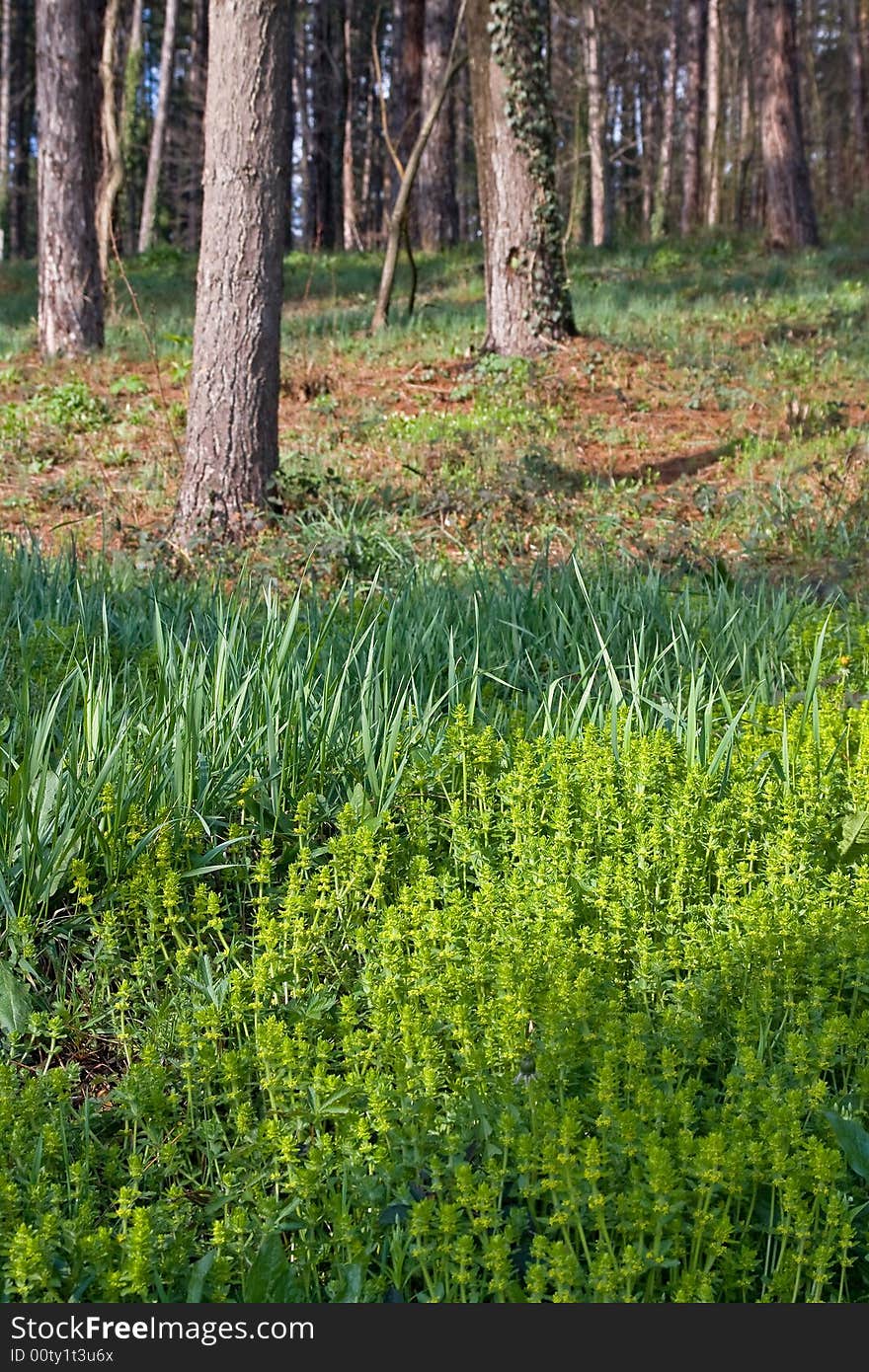 Some green flowers in the forest under the trees