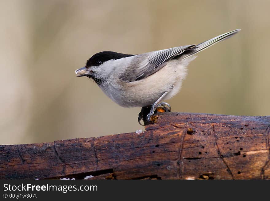 Willow Tit