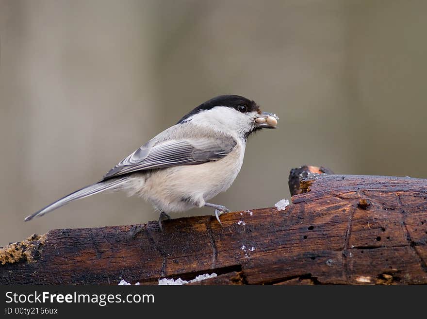 Willow Tit1