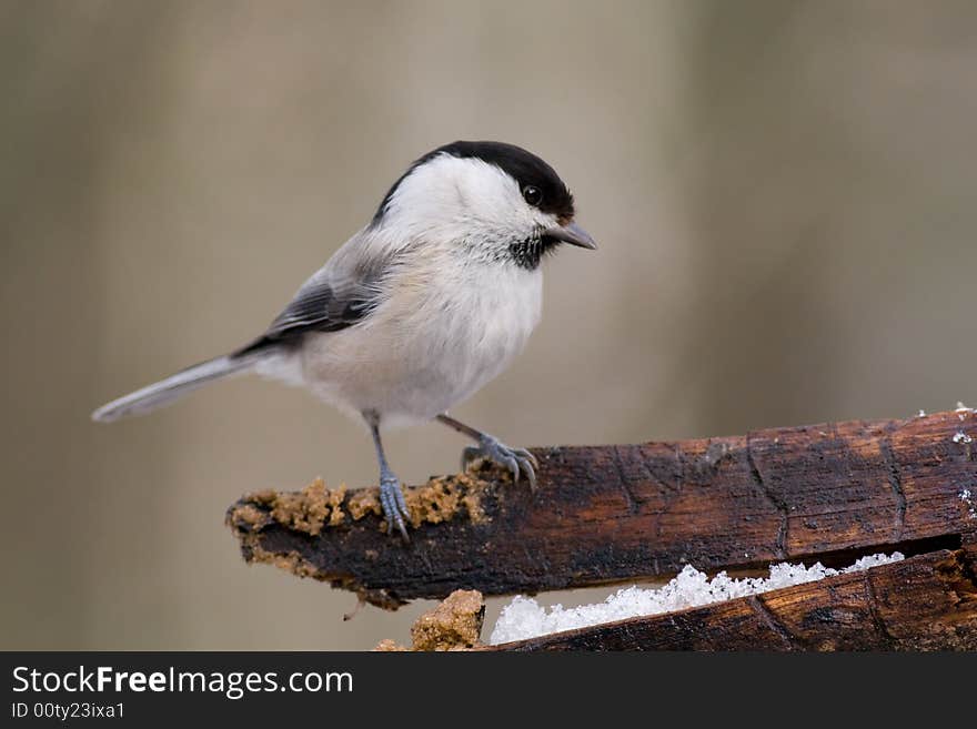 Willow Tit