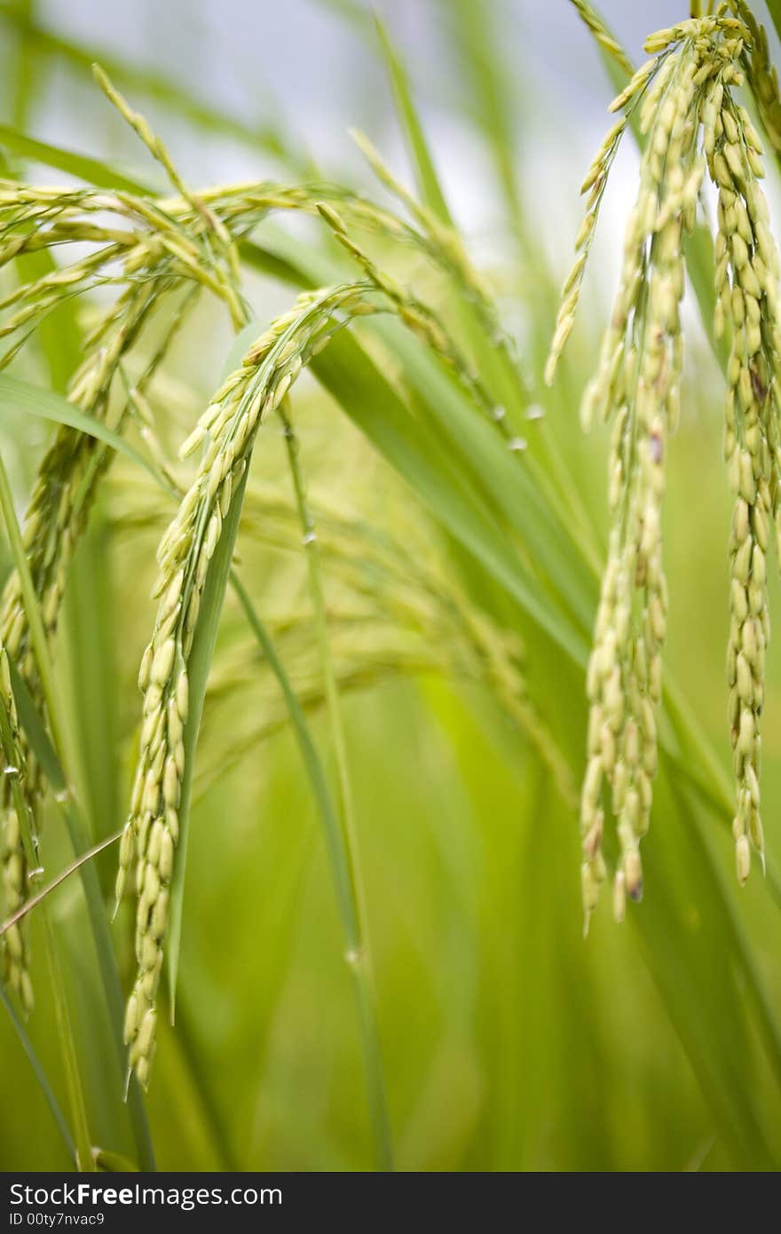 Rice plant