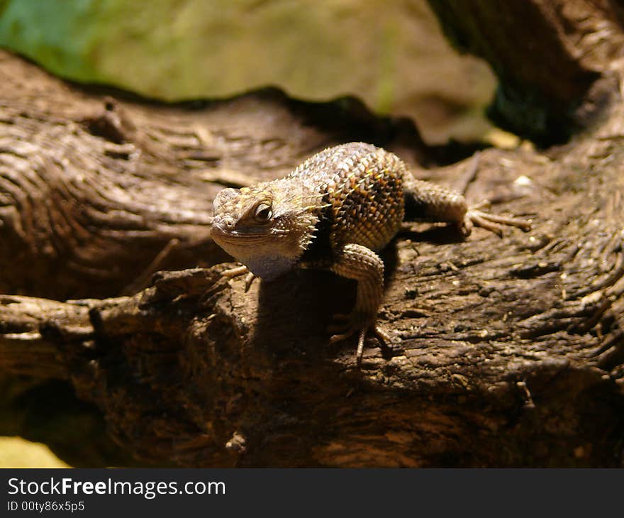 Agama lizard