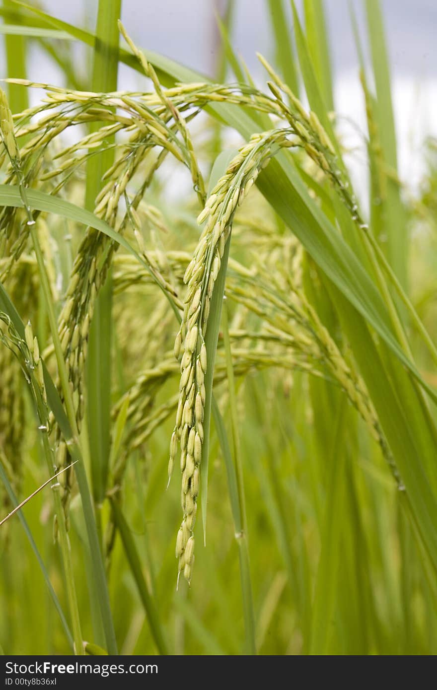 Rice Plant