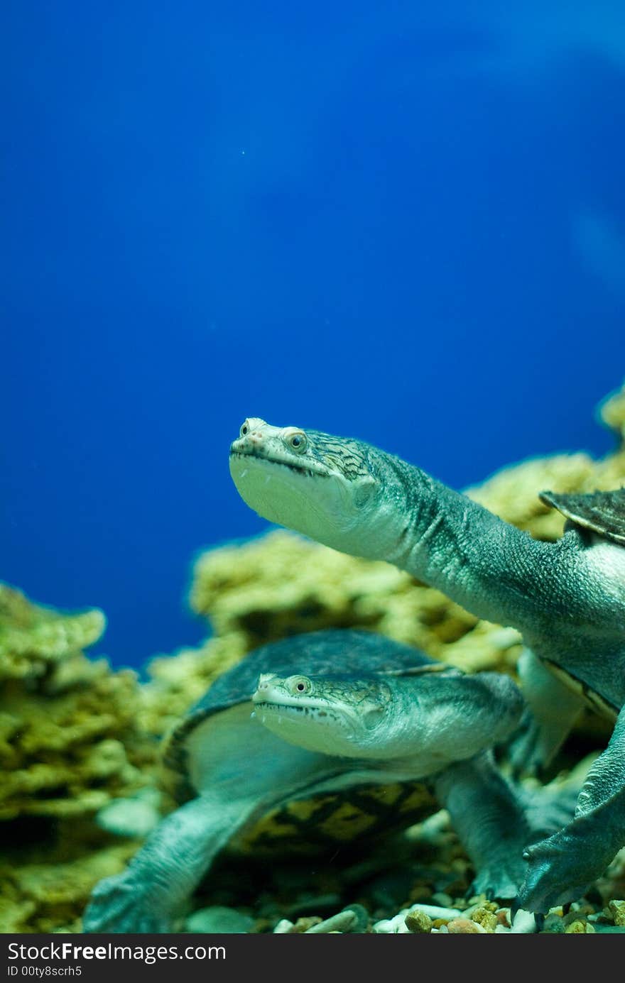 Water turtle in the sea close up