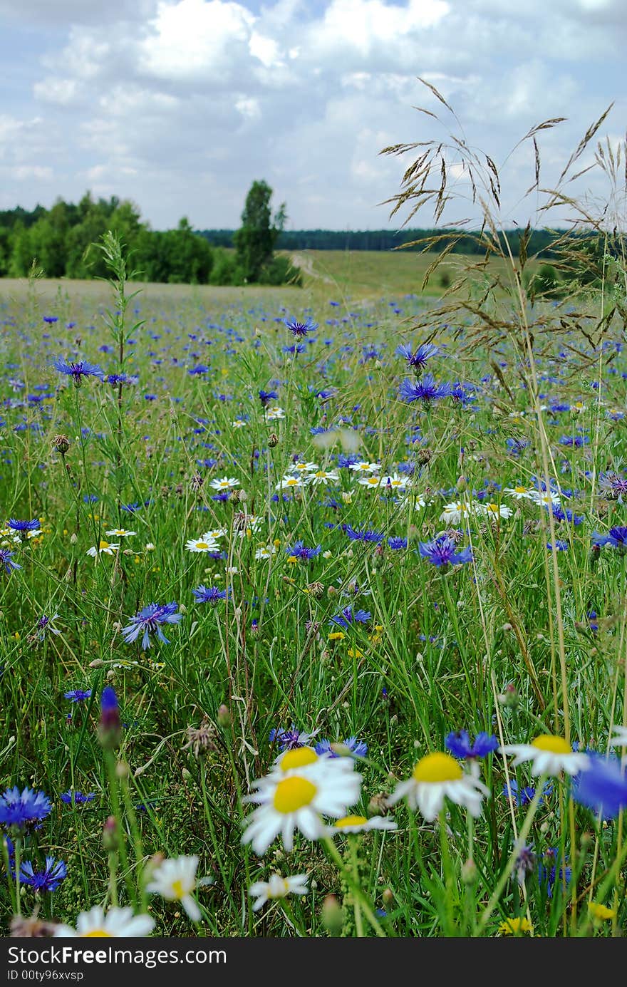 Green Grass and Blue Sky. Green Grass and Blue Sky