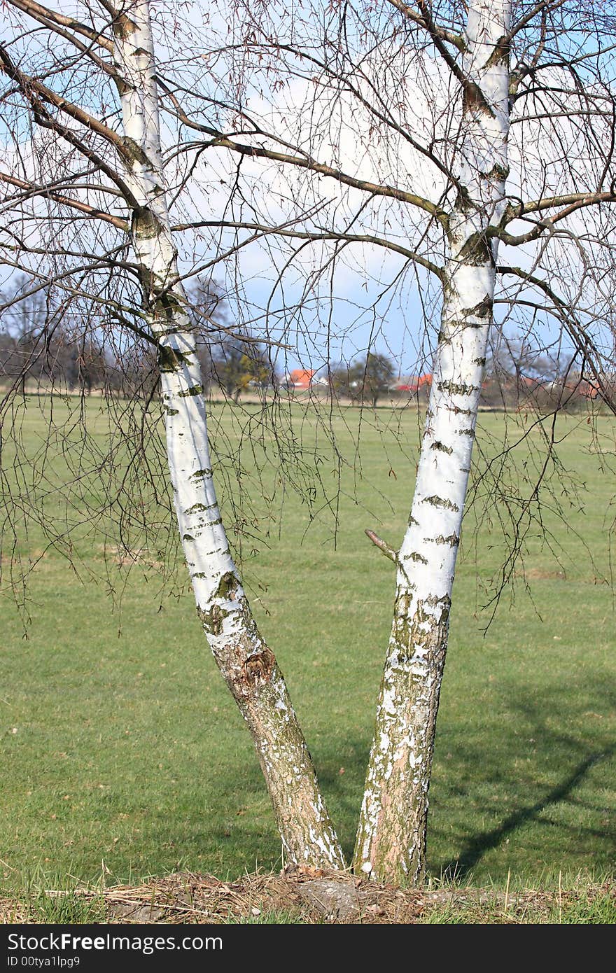 Photograph of the birches, Poland. Photograph of the birches, Poland