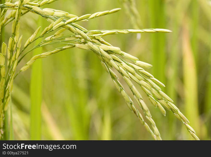 Rice plant