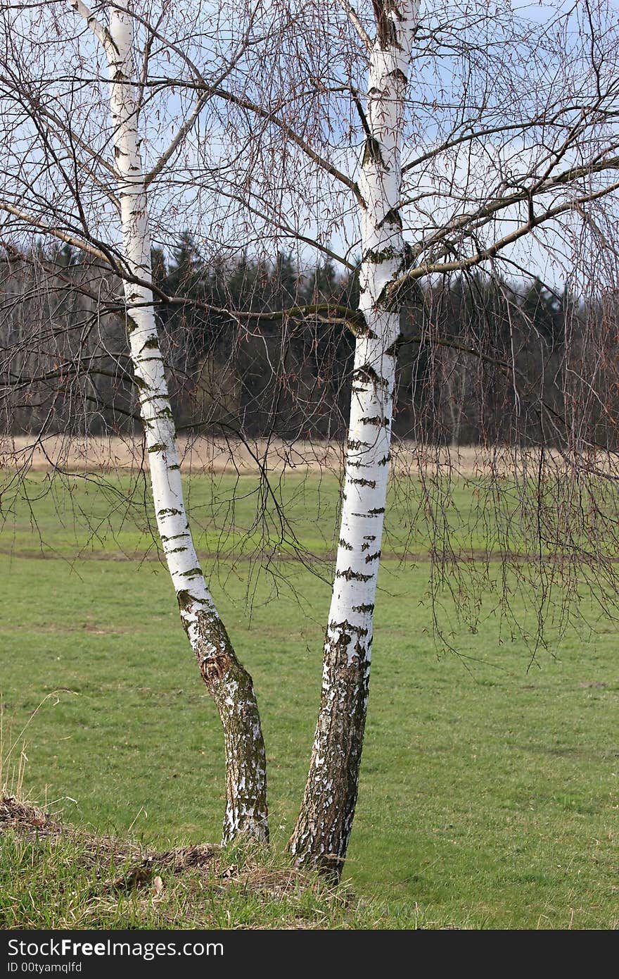 Photograph of the birches, Poland. Photograph of the birches, Poland