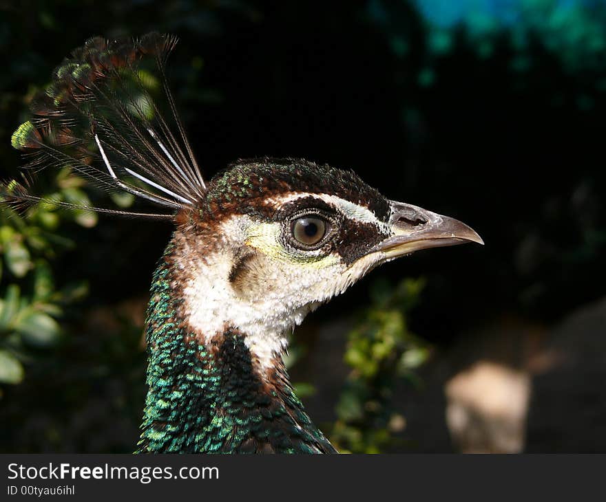 Peacock