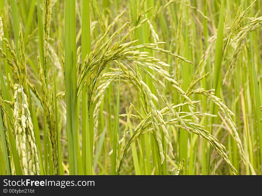 Rice plant