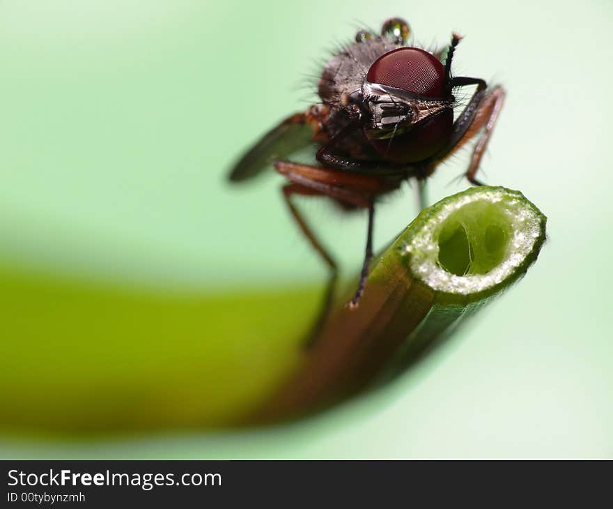 Fly spins head around