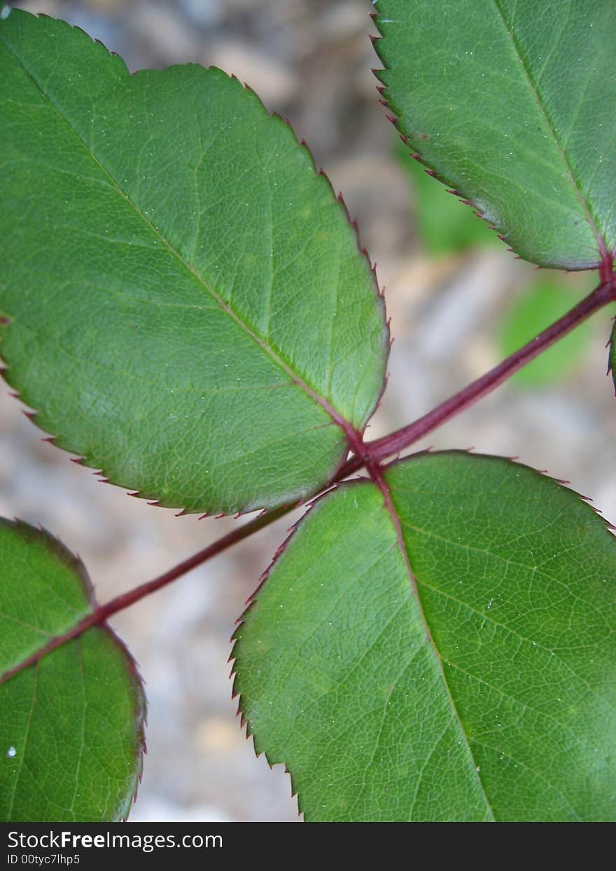 Leaves up close