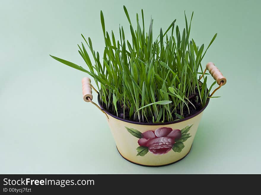 Easter plant in traditional basket