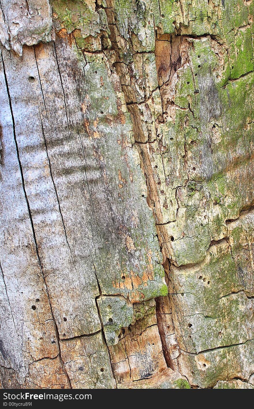 Photograph of a Tree bark texture