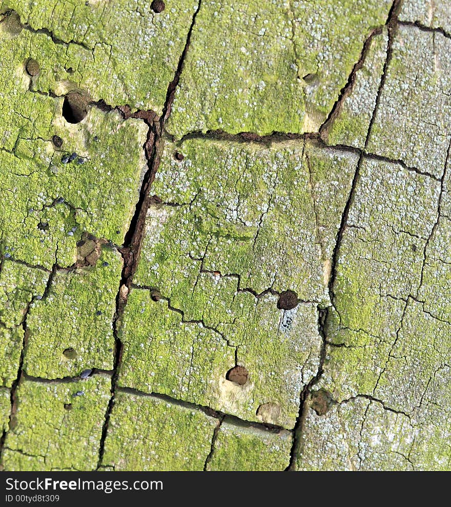 Photograph of a Tree bark texture