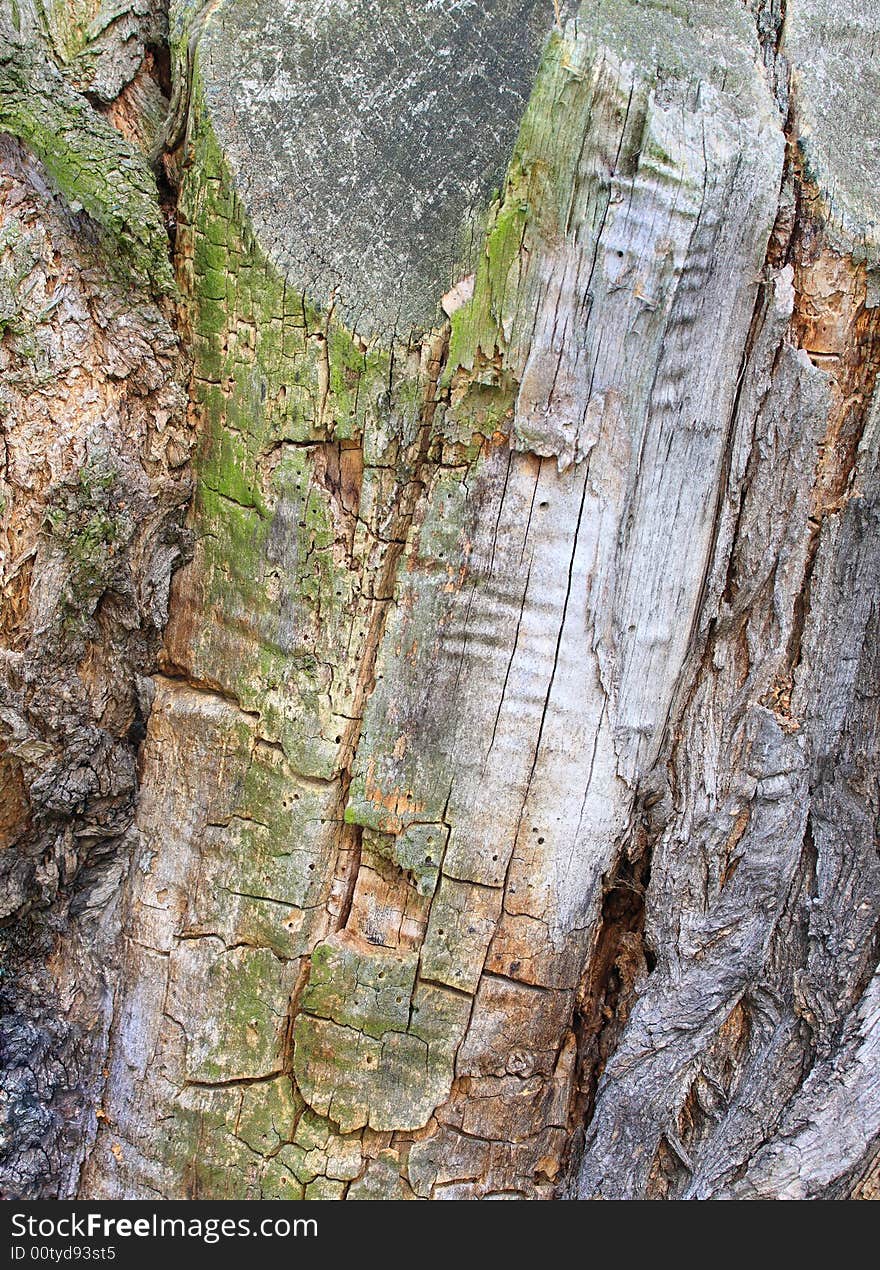 Photograph of a Tree bark texture