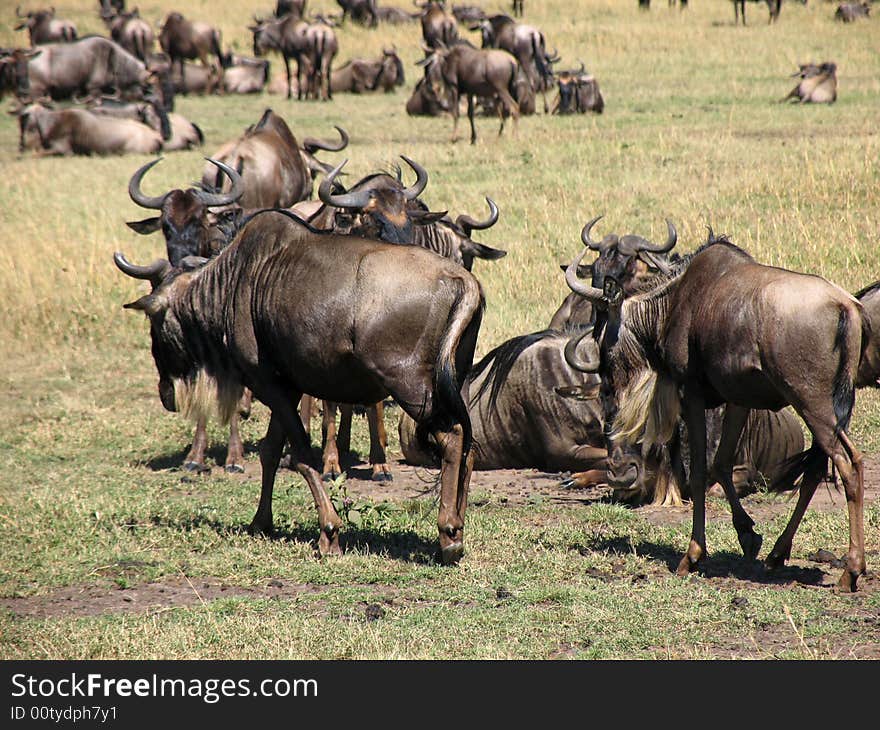 Wildebeast Migration