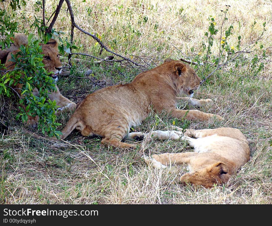 A pride of lions relaxing under the bush, Kenya