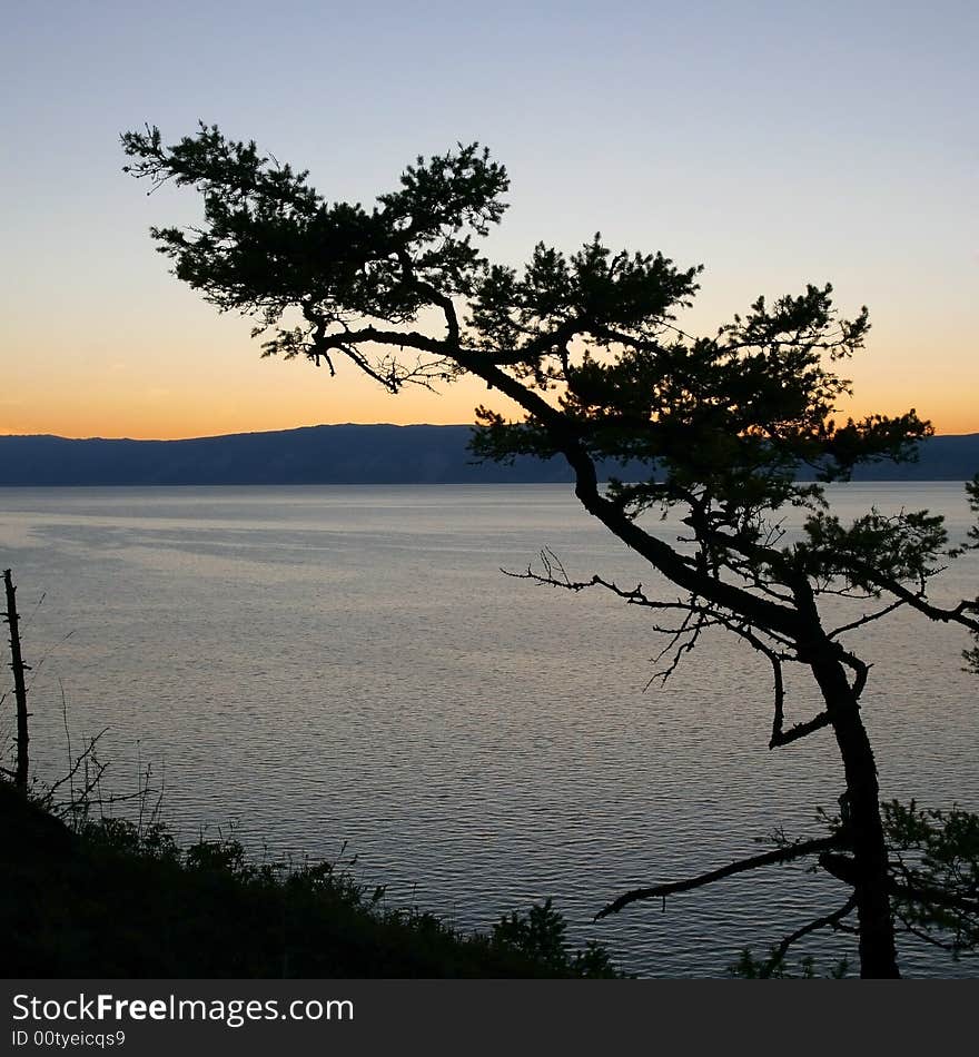 Silhouette of the tree